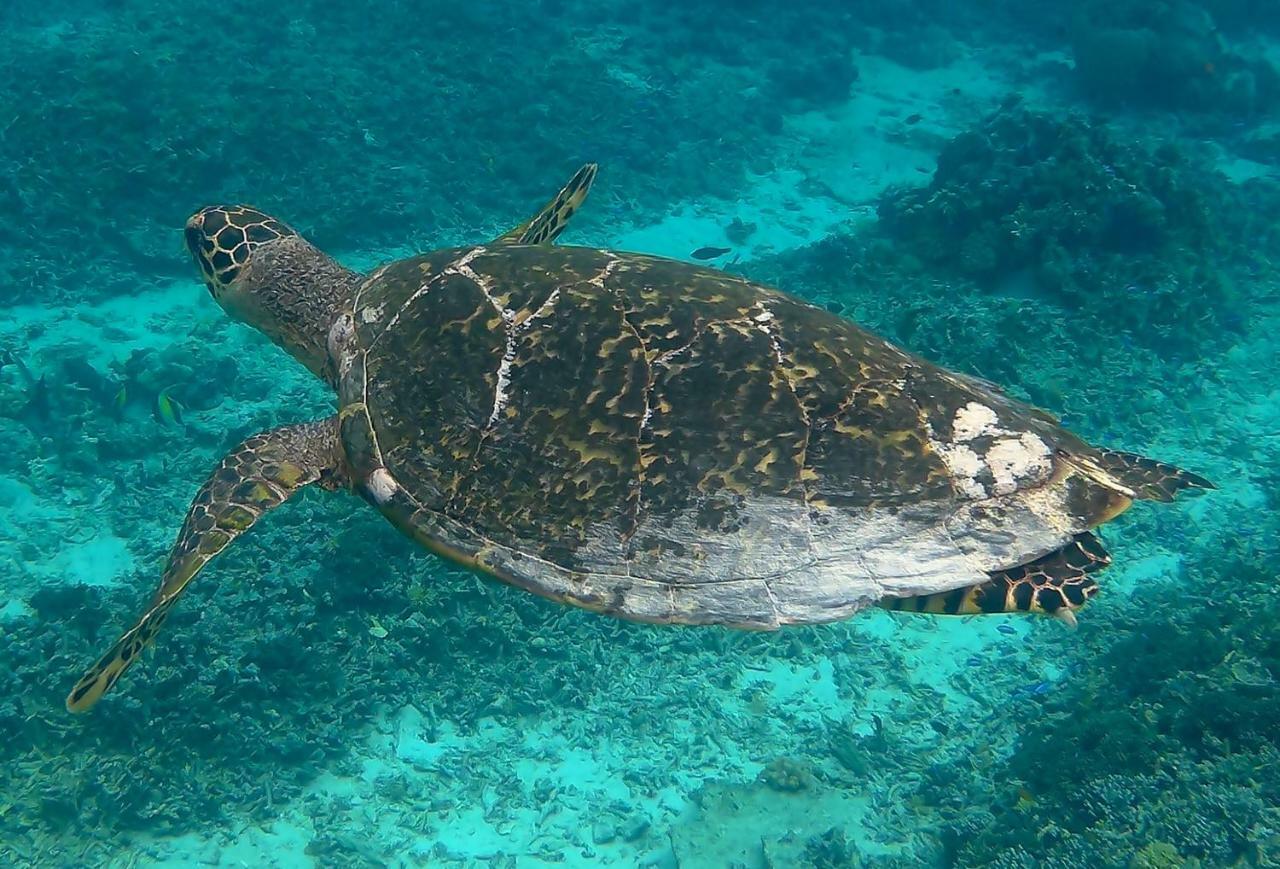 Meno Madia Bungalows Gili Meno Dış mekan fotoğraf